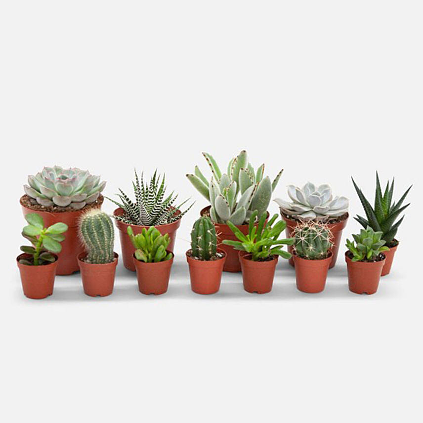Online Set Of 12 Lovely Indoor Plants Gift Delivery in UAE FNP