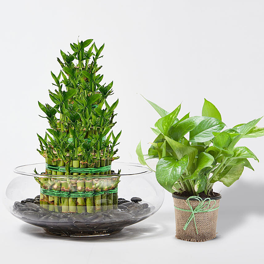 Online 5 Layer Lucky Bamboo With Money Plant Gift Delivery in UAE FNP