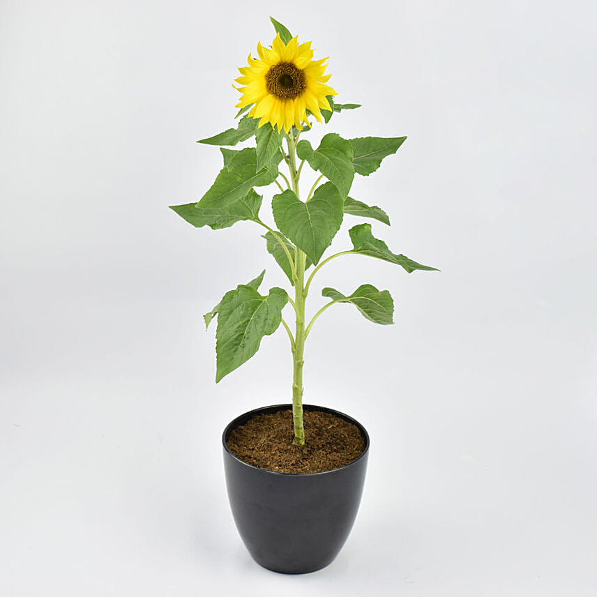 Online Sunflower Plant Gift Delivery in UAE FNP