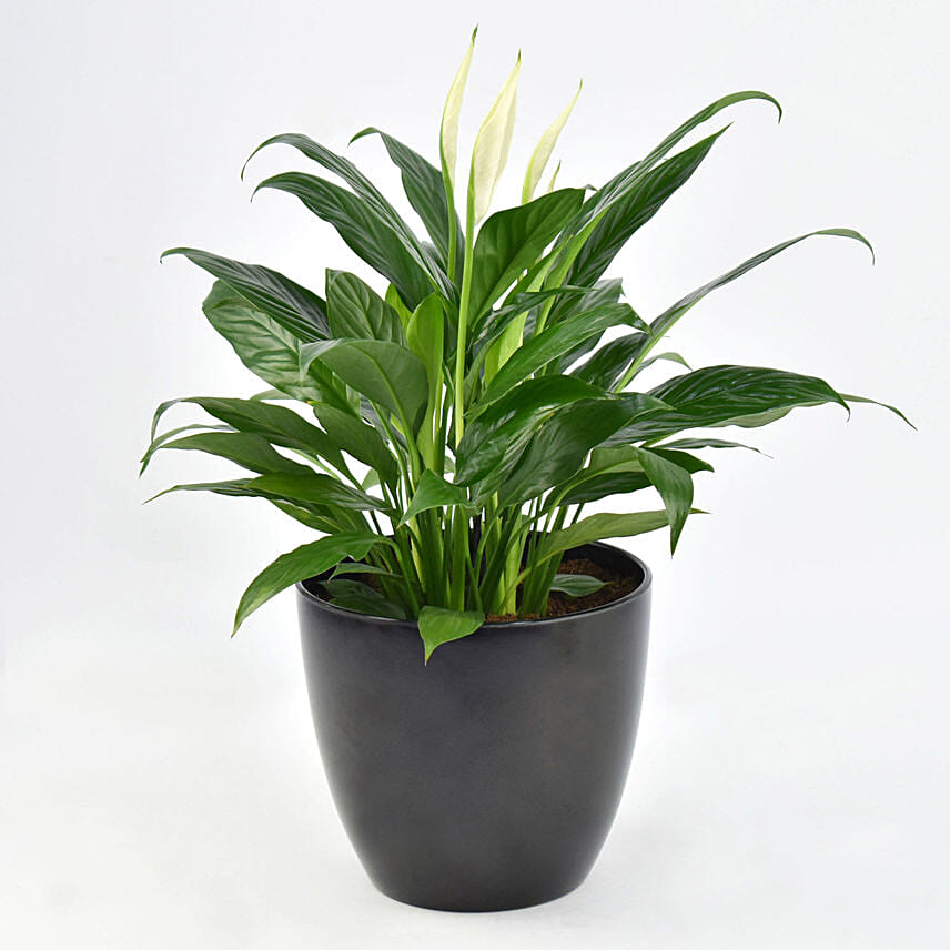 Peace lily in Matt Black Planter