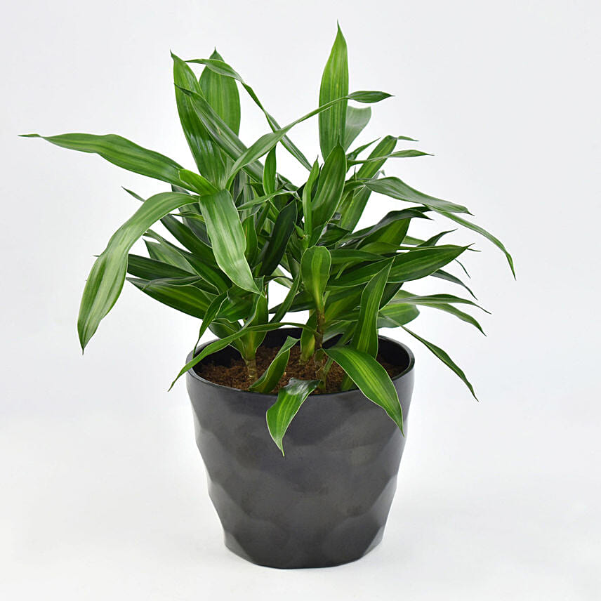 Dracaena Song of Jamaica with Pot