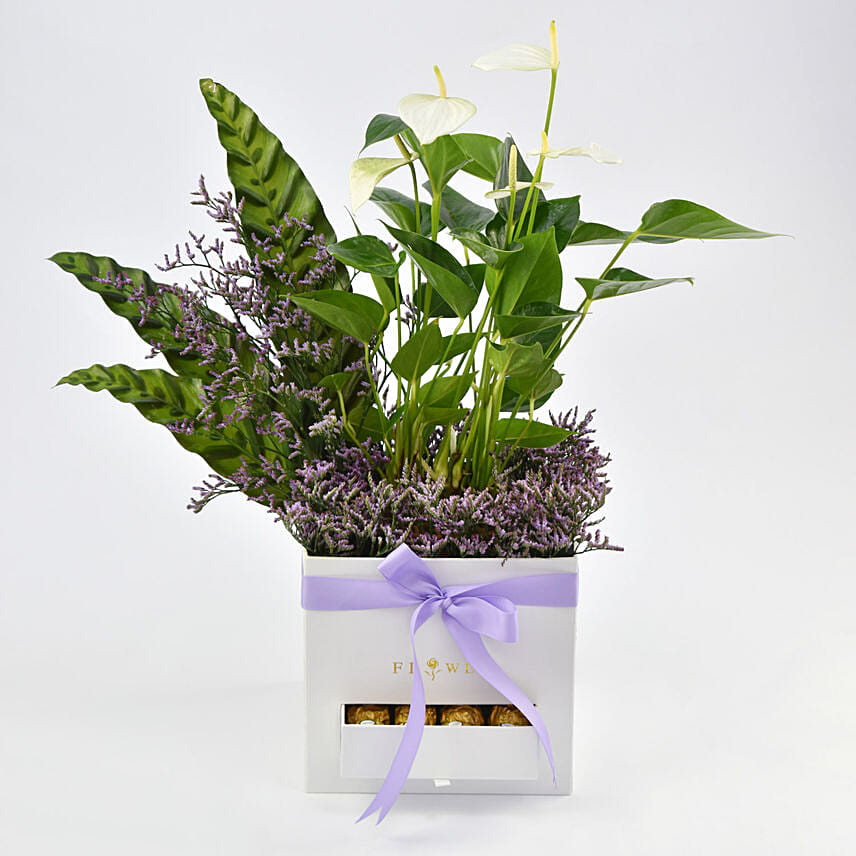 Plant Shop Dubai, Plants Delivery Online, Plants in UAE FNP