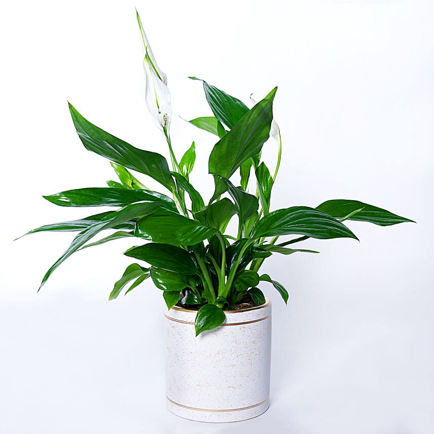 Peace lily In Beautiful Planter