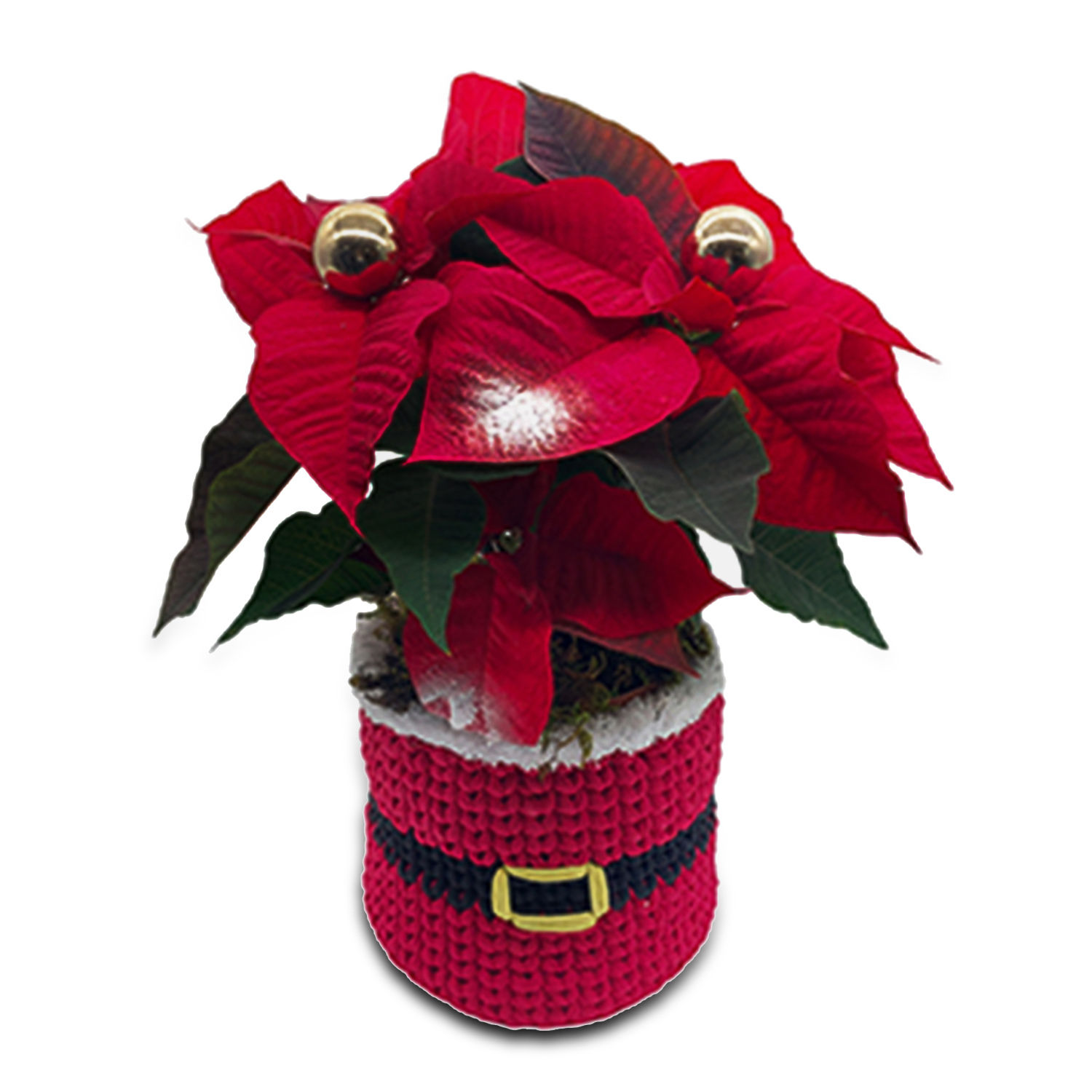Online Poinsettia In A Special Pot Gift Delivery in Lebanon FNP