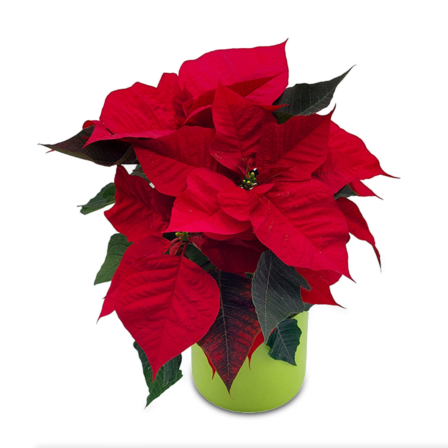 Online Red Classic Poinsettia Gift Delivery in Lebanon FNP