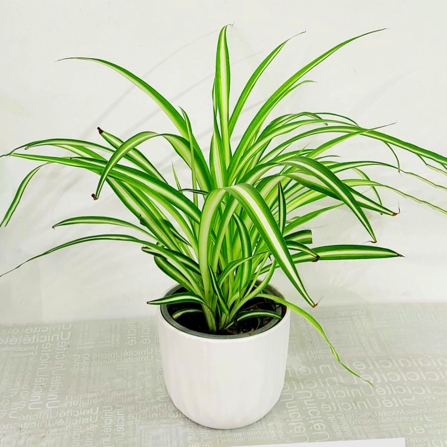 Chlorophytum Variegatum - Pianta Ragno Viva Da Interno, Purificante E Facile Da Curare, In Vaso Coltivazione