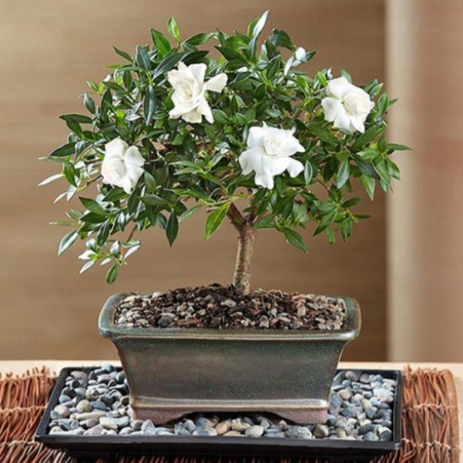 Online Gardenia Bonsai Gift Delivery in Usa FNP
