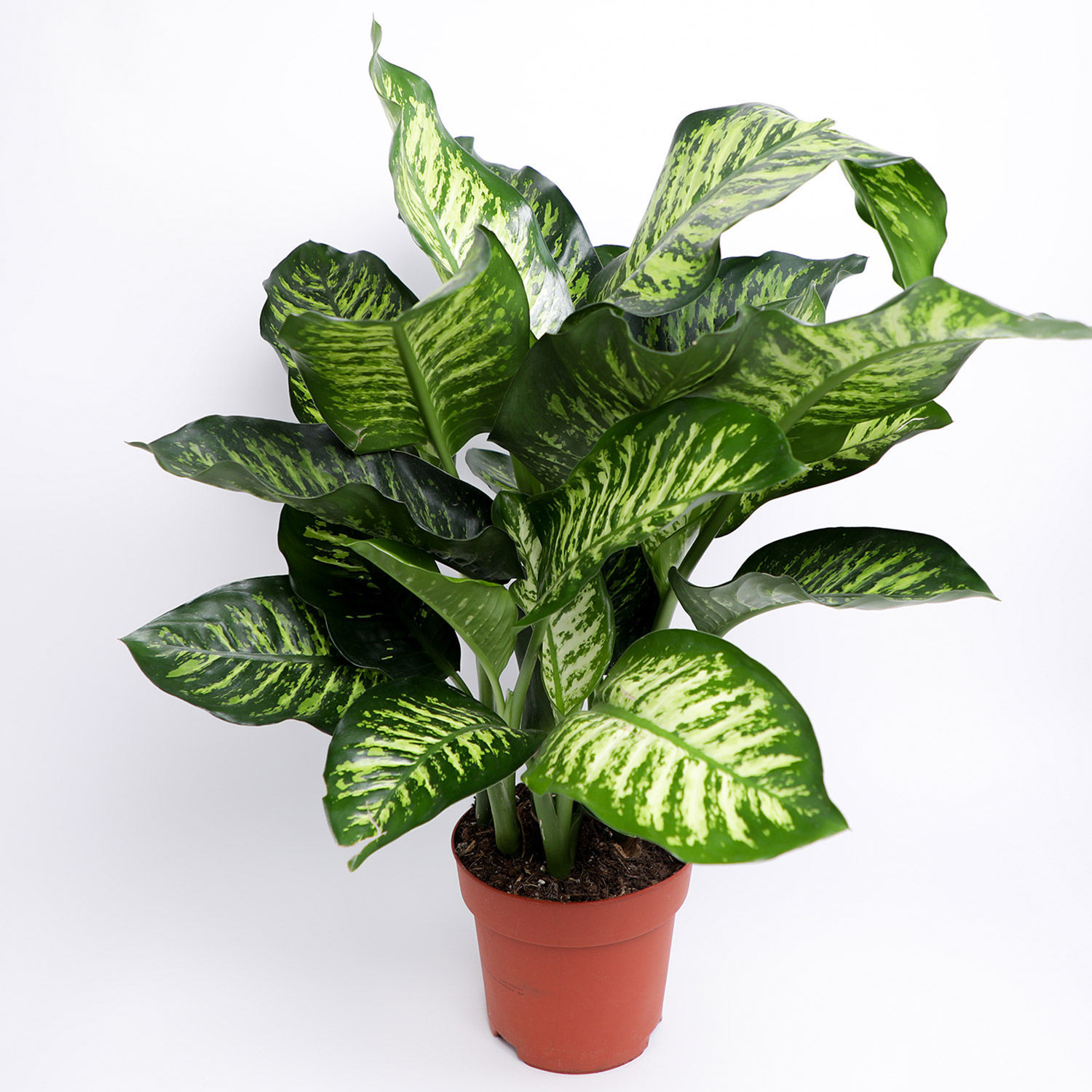 Online Dieffenbachia Plant In Brown Plastic Pot Gift Delivery in UAE - FNP