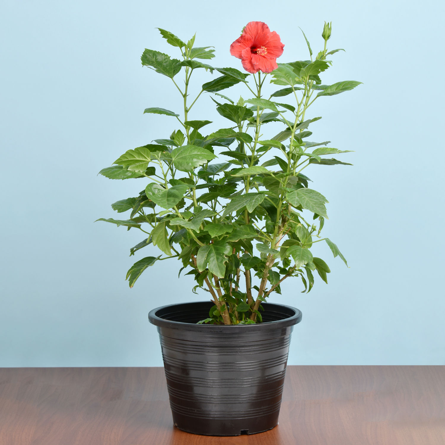 Online Flowering Hibiscus Plant In Ceramic Pot Gift Delivery in UAE