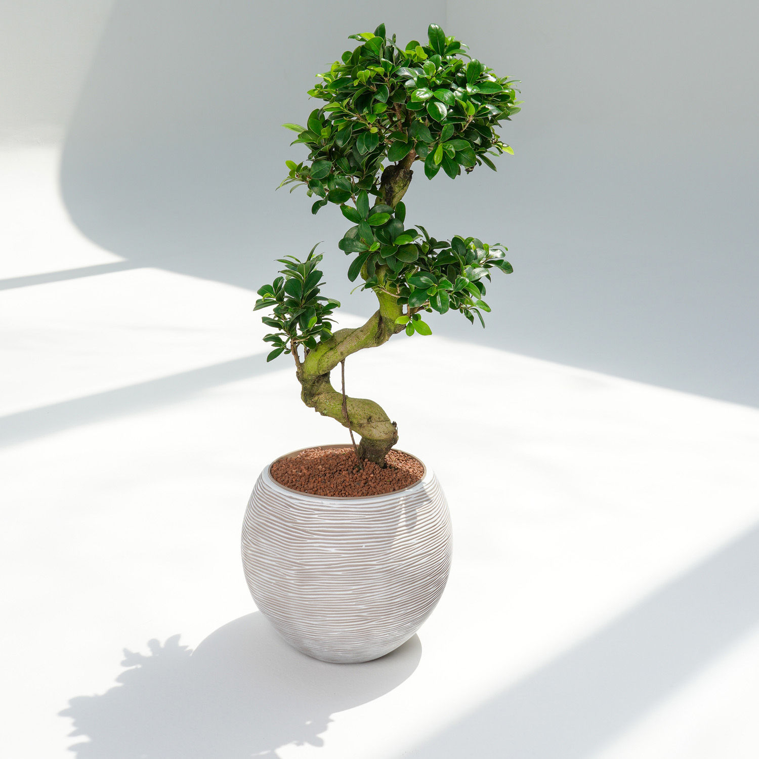 Online S Shaped Holland Indoor Bonsai Gift Delivery in UAE FNP